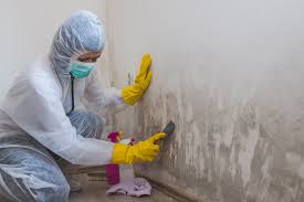 Why You Should Choose Our Mold Remediation Services in Galena, IN